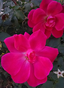 Morning Prayer Flowers