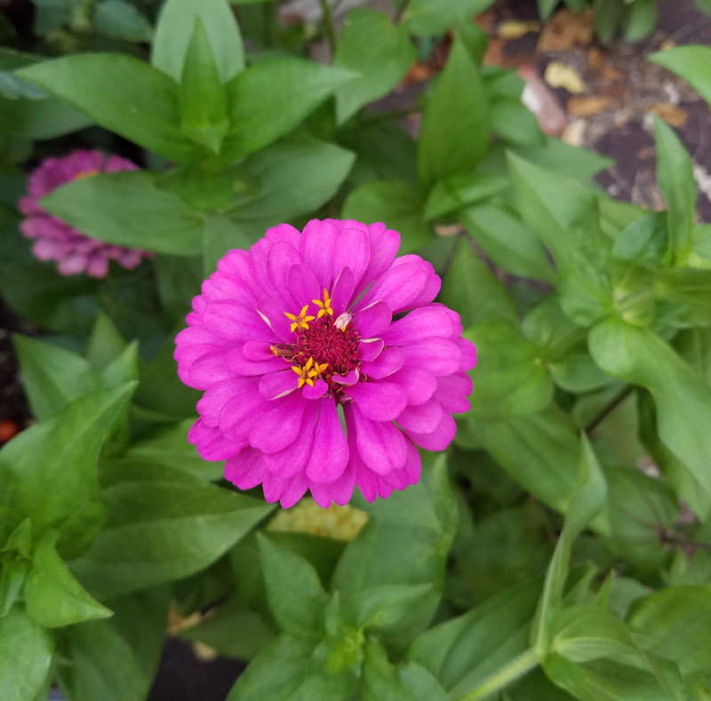 purple flower for Saint Mother Teresa