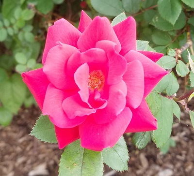 red rose flower may 2017